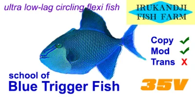 Blue Triggerfish